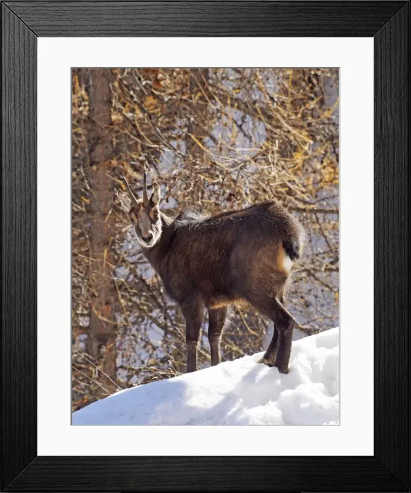 Framed Print : Picture No. 10898050 Framed Print : Picture No. 10898050