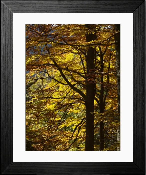 Framed Print : Picture No. 10898044 Framed Print : Picture No. 10898044