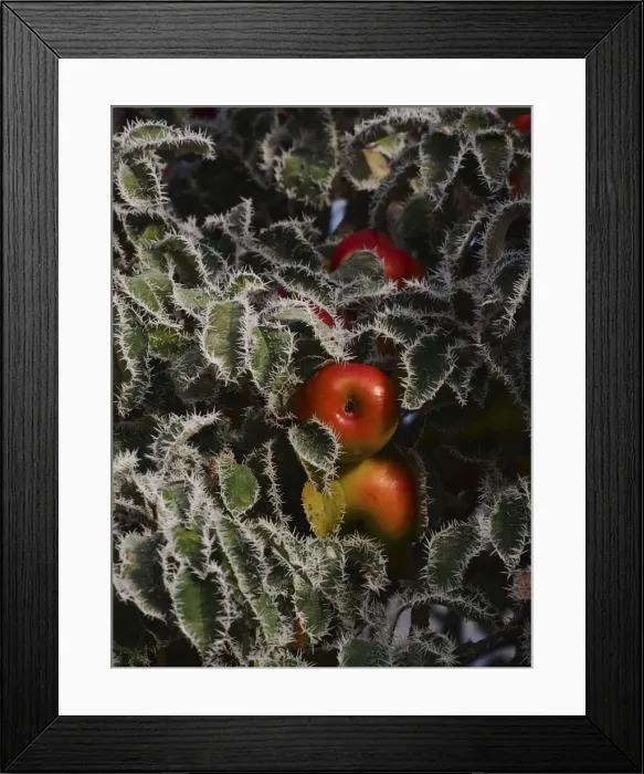 Framed Print : Picture No. 10898053 Framed Print : Picture No. 10898053