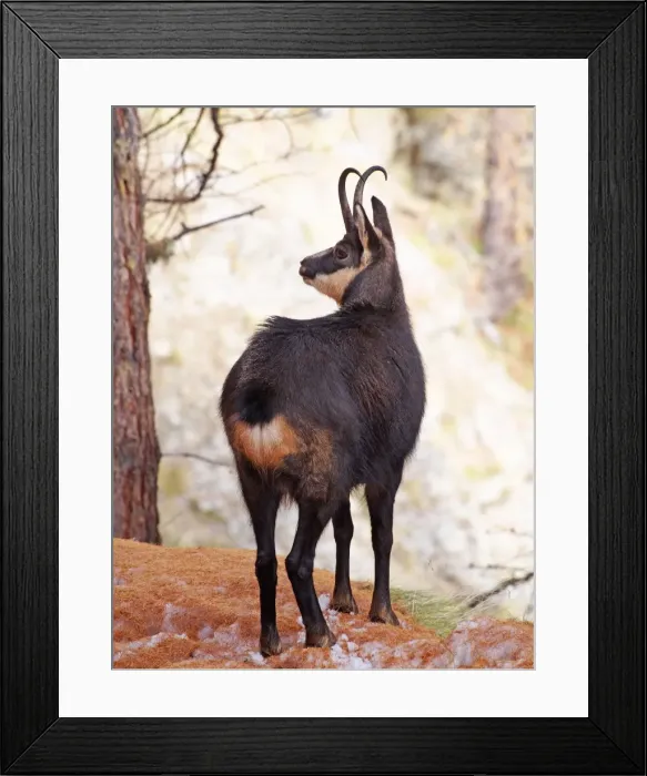 Framed Print : Picture No. 10898048 Framed Print : Picture No. 10898048