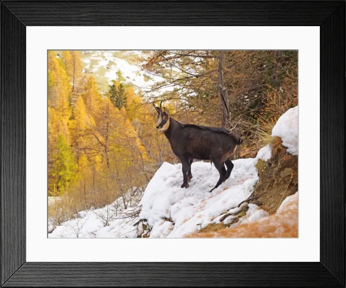 Framed Print : Picture No. 10898049 Framed Print : Picture No. 10898049