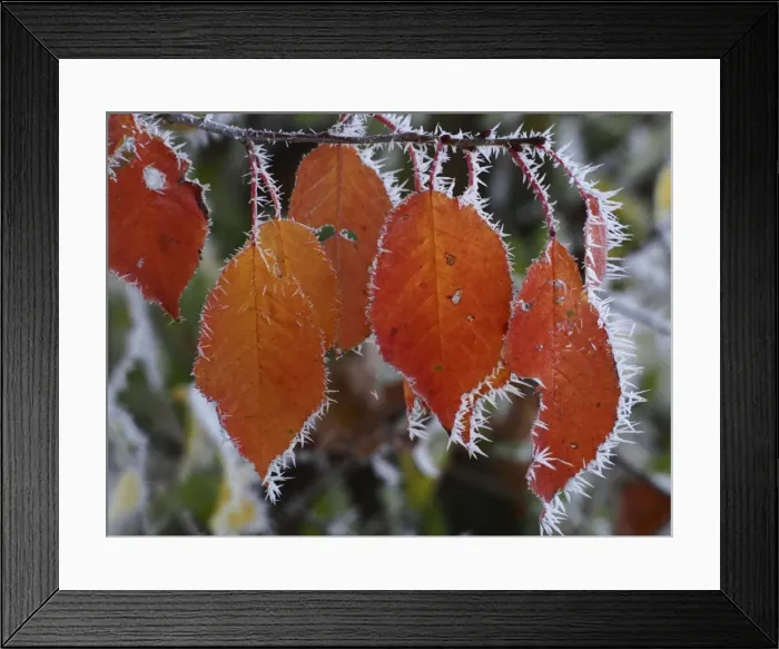 Framed Print : Picture No. 10898054 Framed Print : Picture No. 10898054