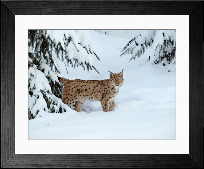 Framed Print : Picture No. 10898058 Framed Print : Picture No. 10898058