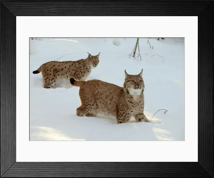 Framed Print : Picture No. 10898057 Framed Print : Picture No. 10898057