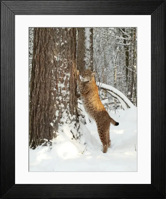Framed Print : Picture No. 10898059