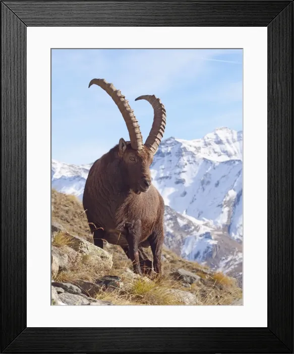 Framed Print : Picture No. 10898062 Framed Print : Picture No. 10898062