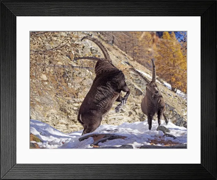 Framed Print : Picture No. 10898064 Framed Print : Picture No. 10898064