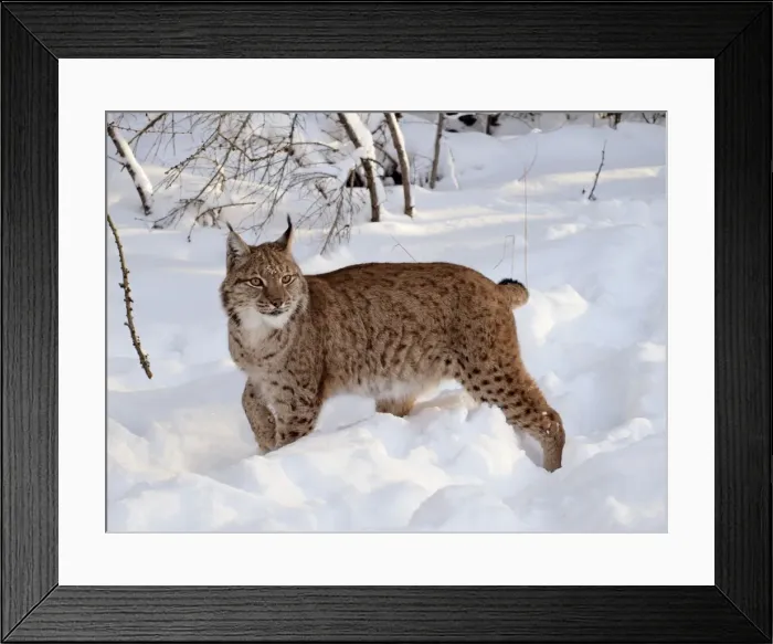 Framed Print : Picture No. 10898060 Framed Print : Picture No. 10898060