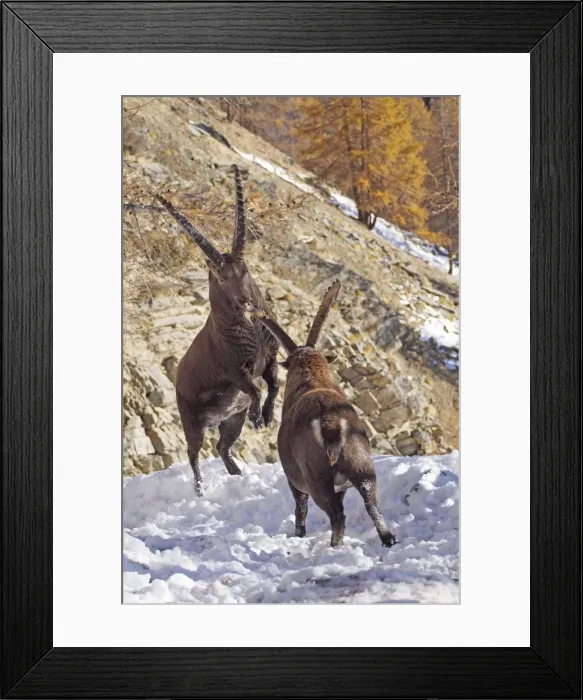 Framed Print : Picture No. 10898067 Framed Print : Picture No. 10898067