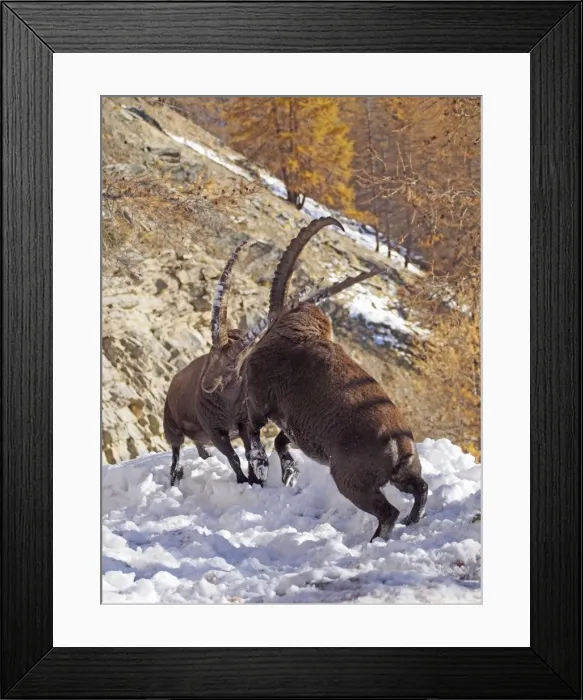 Framed Print : Picture No. 10898066 Framed Print : Picture No. 10898066