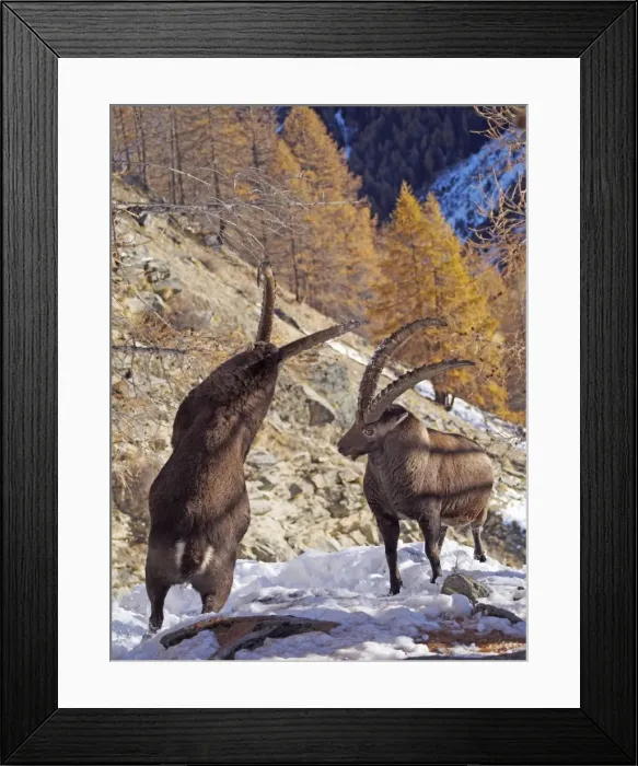 Framed Print : Picture No. 10898065 Framed Print : Picture No. 10898065