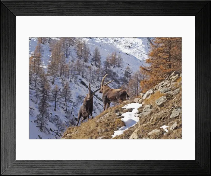 Framed Print : Picture No. 10898069 Framed Print : Picture No. 10898069