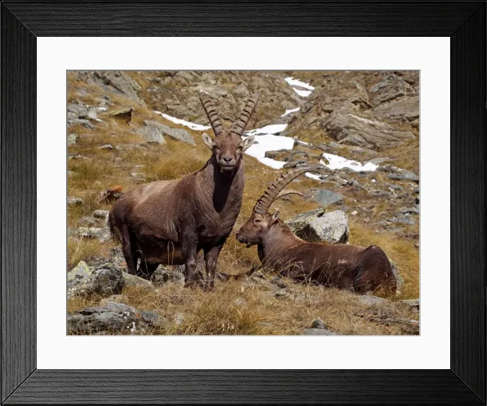 Framed Print : Picture No. 10898063 Framed Print : Picture No. 10898063