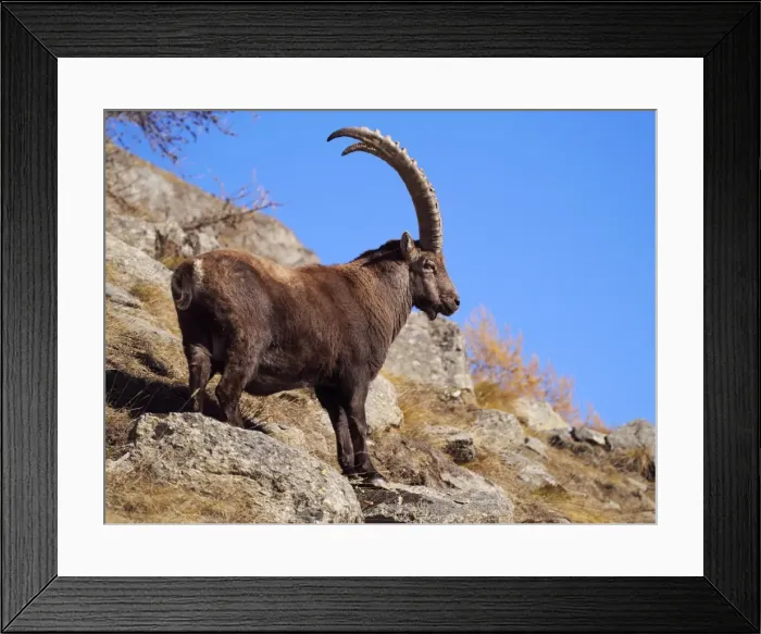 Framed Print : Picture No. 10898071 Framed Print : Picture No. 10898071