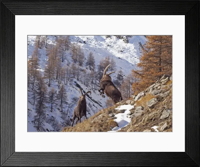 Framed Print : Picture No. 10898068 Framed Print : Picture No. 10898068