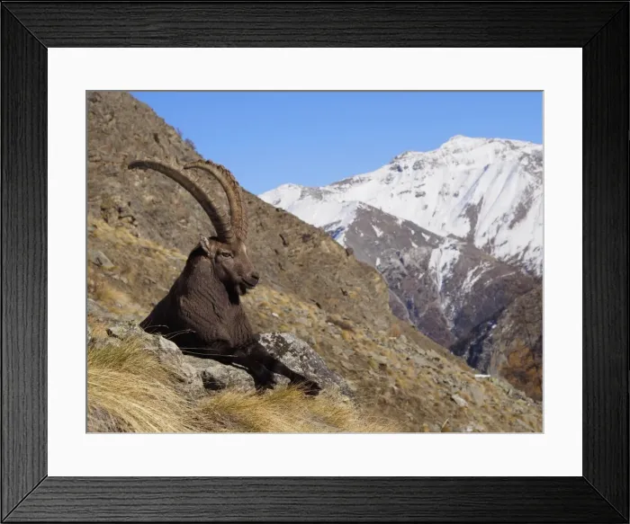 Framed Print : Picture No. 10898073 Framed Print : Picture No. 10898073