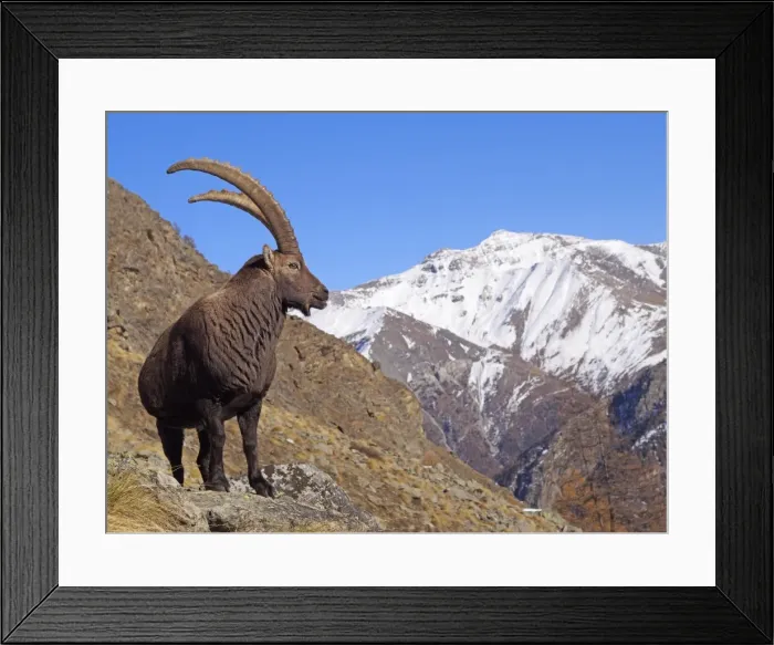 Framed Print : Picture No. 10898074 Framed Print : Picture No. 10898074