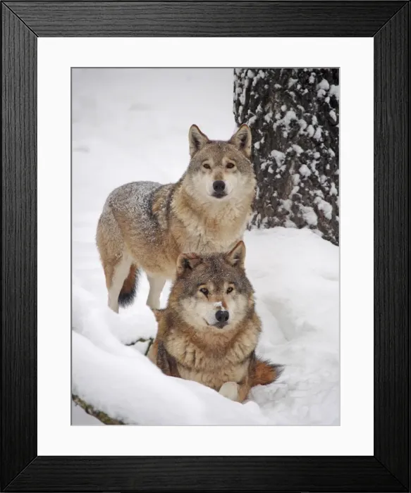 Framed Print : Picture No. 10898076 Framed Print : Picture No. 10898076