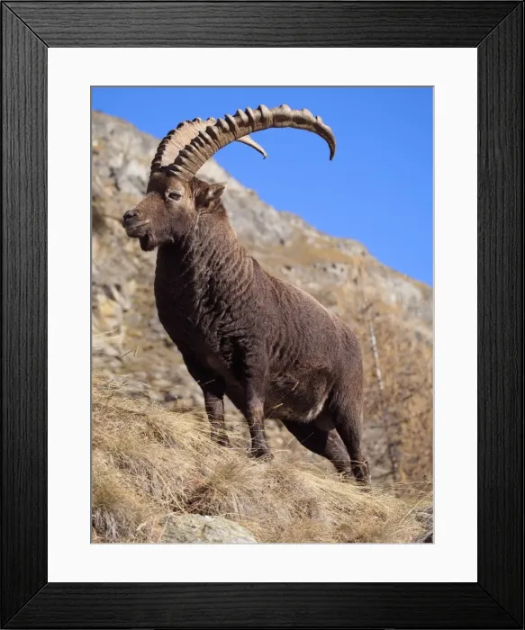 Framed Print : Picture No. 10898070 Framed Print : Picture No. 10898070