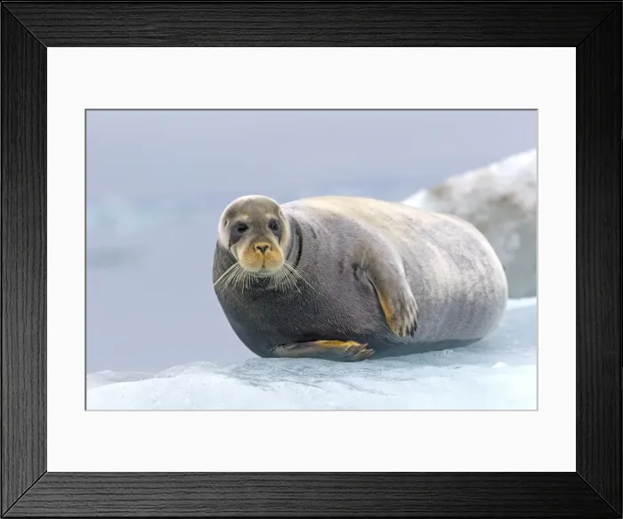 Framed Print : Picture No. 10898079 Framed Print : Picture No. 10898079