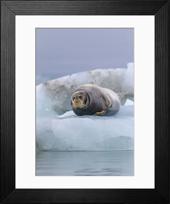 Framed Print : Picture No. 10898078 Framed Print : Picture No. 10898078