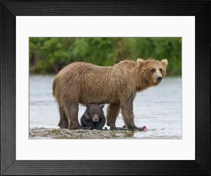 Framed Print : Picture No. 10898106 Framed Print : Picture No. 10898106