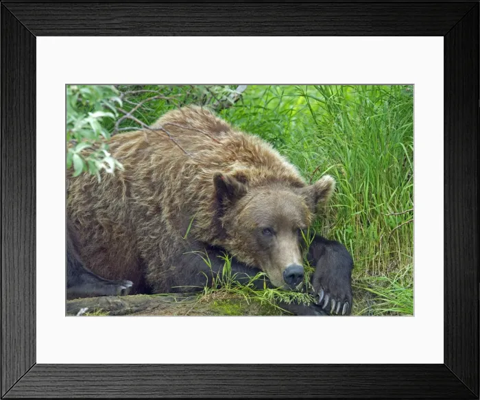Framed Print : Picture No. 10898112 Framed Print : Picture No. 10898112