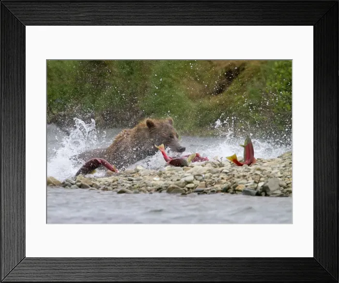Framed Print : Picture No. 10898118