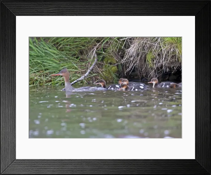 Framed Print : Picture No. 10898125 Framed Print : Picture No. 10898125