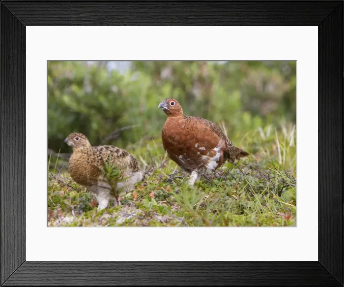Framed Print : Picture No. 10898129 Framed Print : Picture No. 10898129