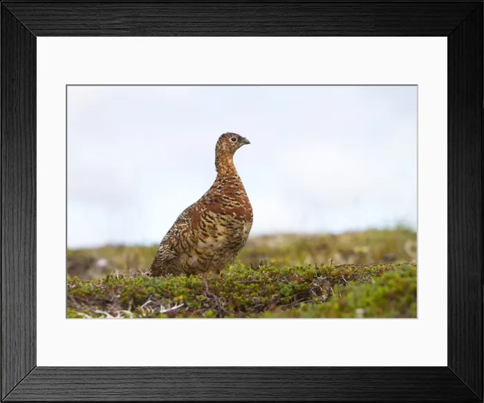 Framed Print : Picture No. 10898130 Framed Print : Picture No. 10898130