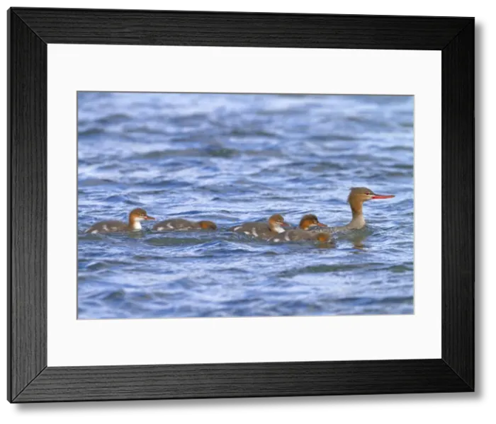 Framed Print : Picture No. 10898126 Framed Print : Picture No. 10898126