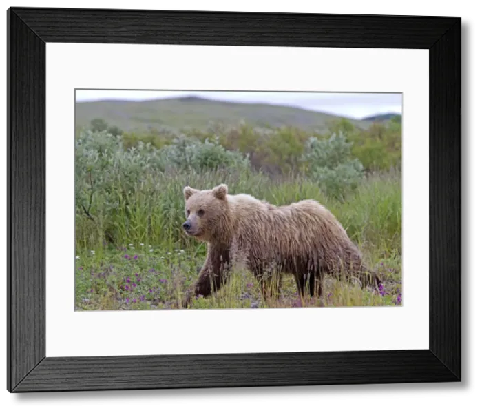 Framed Print : Picture No. 10898121 Framed Print : Picture No. 10898121