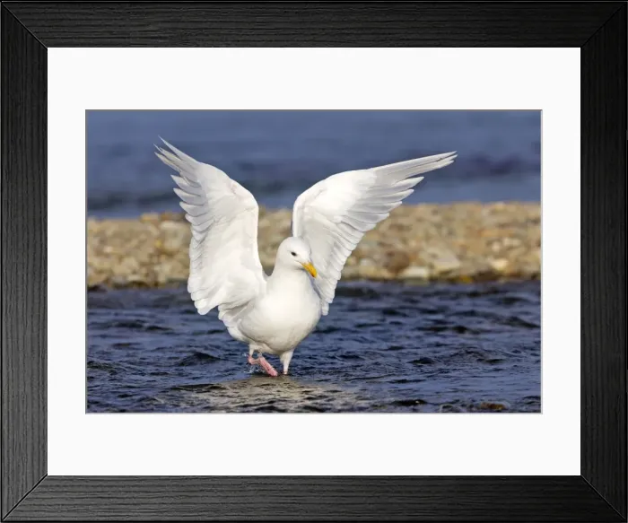 Framed Print : Picture No. 10898134