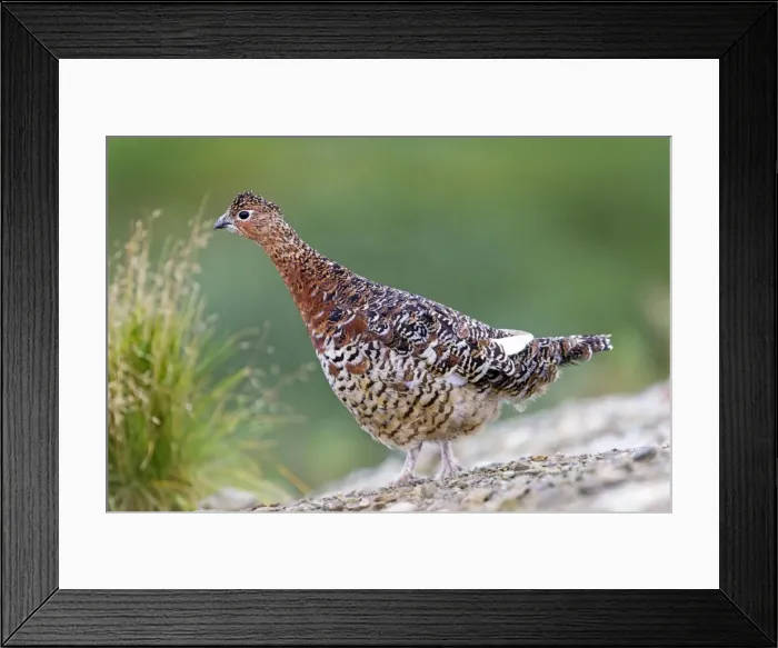 Framed Print : Picture No. 10898131 Framed Print : Picture No. 10898131