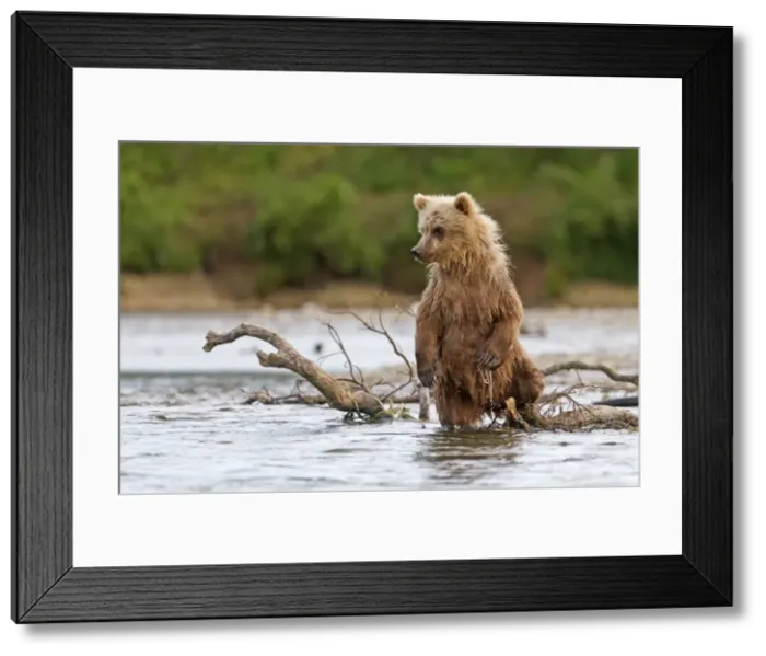 Framed Print : Picture No. 10898137 Framed Print : Picture No. 10898137