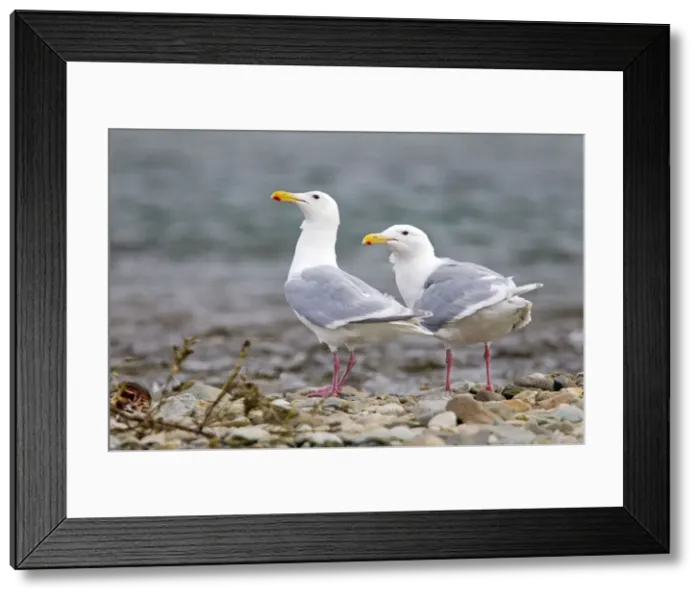 Framed Print : Picture No. 10898135 Framed Print : Picture No. 10898135