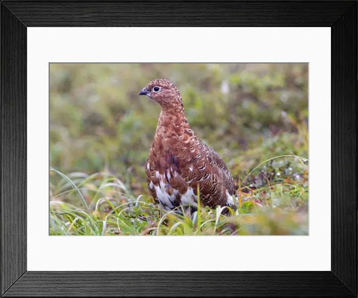 Framed Print : Picture No. 10898150 Framed Print : Picture No. 10898150