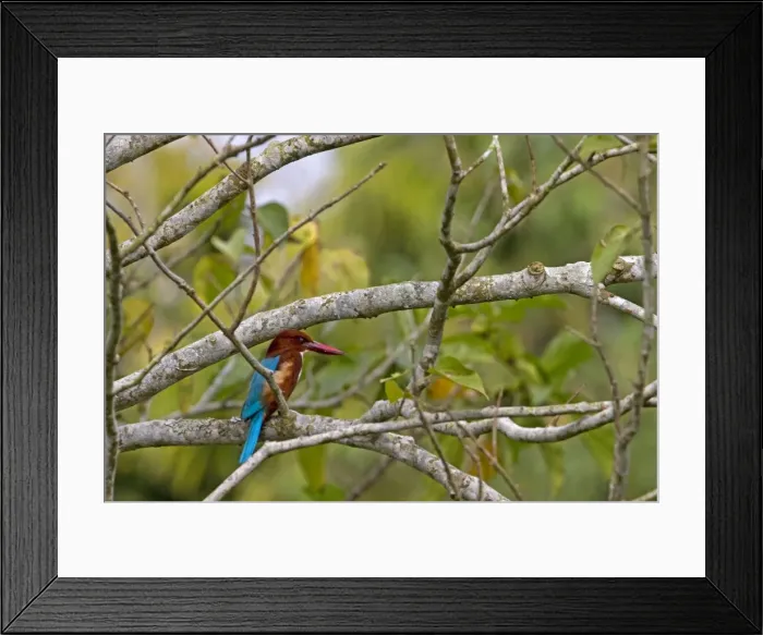 Framed Print : Picture No. 10898156 Framed Print : Picture No. 10898156