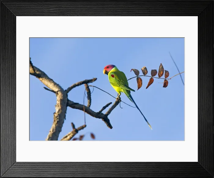 Framed Print : Picture No. 10898157 Framed Print : Picture No. 10898157