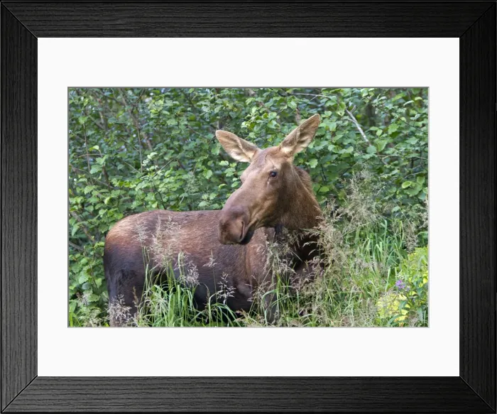 Framed Print : Picture No. 10898151 Framed Print : Picture No. 10898151