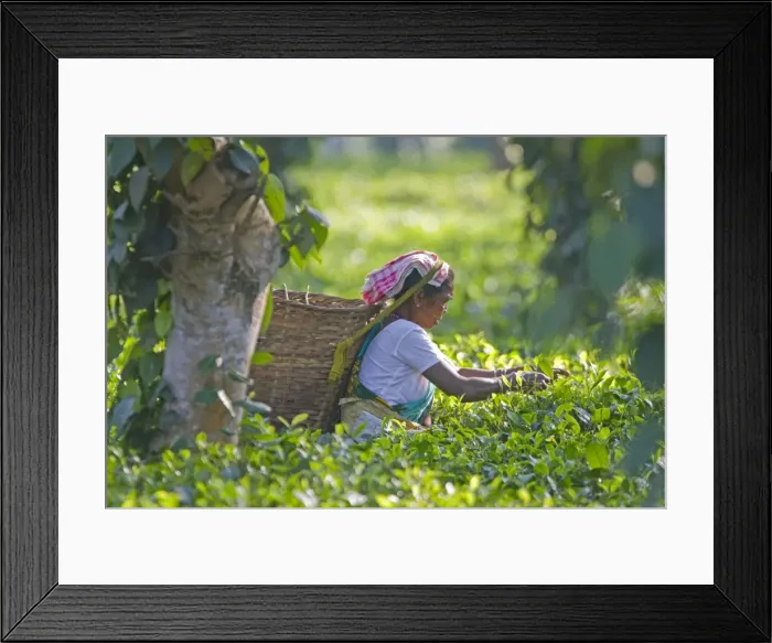 Framed Print : Picture No. 10898159 Framed Print : Picture No. 10898159