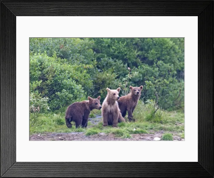 Framed Print : Picture No. 10898149 Framed Print : Picture No. 10898149