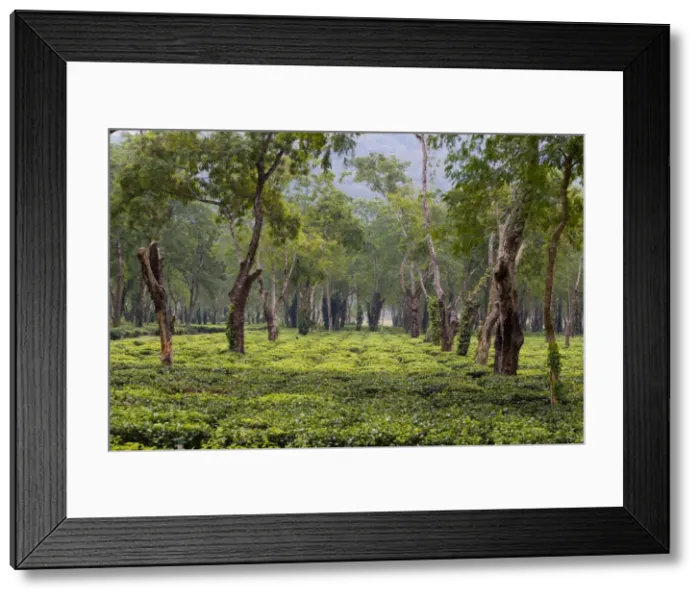 Framed Print : Picture No. 10898158 Framed Print : Picture No. 10898158