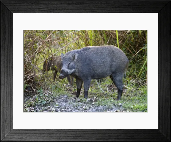 Framed Print : Picture No. 10898174 Framed Print : Picture No. 10898174