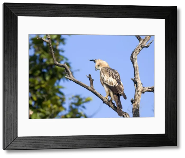 Framed Print : Picture No. 10898176 Framed Print : Picture No. 10898176