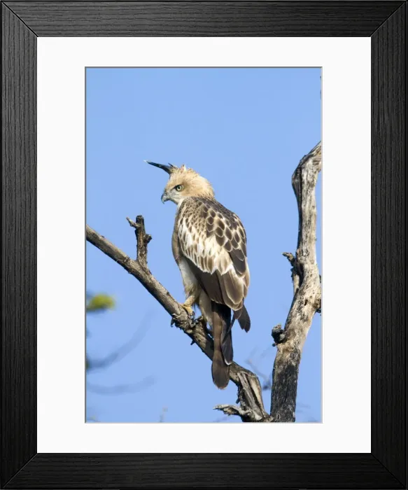Framed Print : Picture No. 10898177 Framed Print : Picture No. 10898177