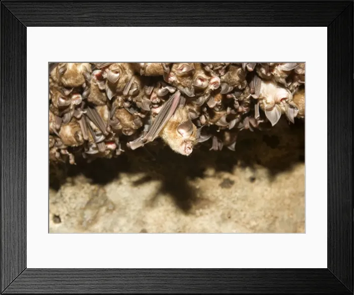Framed Print : Picture No. 10898180 Framed Print : Picture No. 10898180