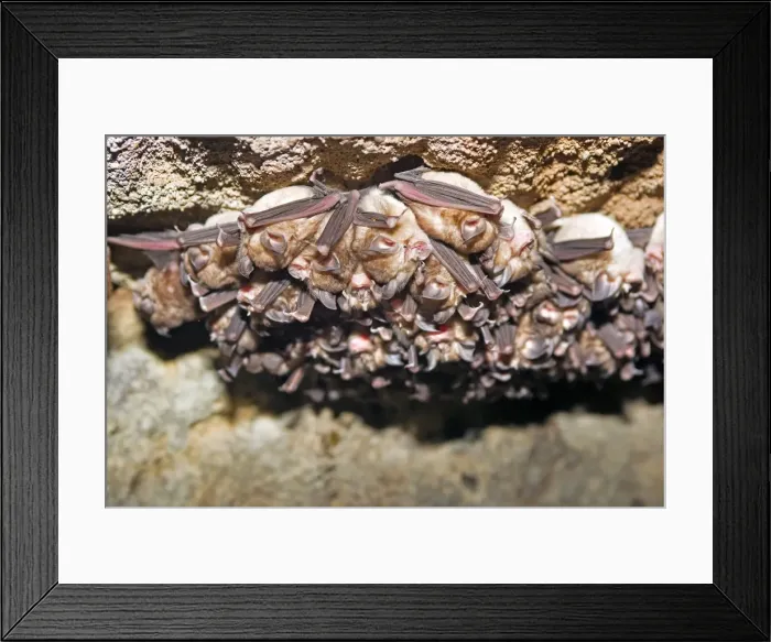 Framed Print : Picture No. 10898178 Framed Print : Picture No. 10898178