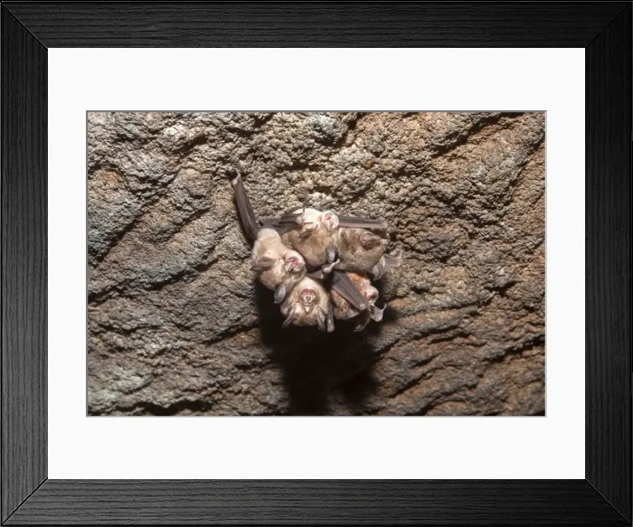 Framed Print : Picture No. 10898181 Framed Print : Picture No. 10898181